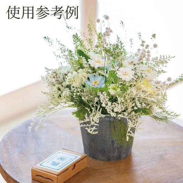 大地農園 ジニア・小・グラデーション 12輪 ホワイトブルー 03464-600