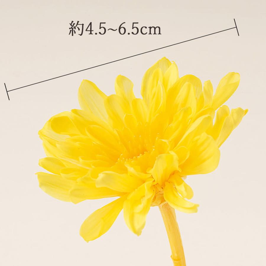 プリザーブドフラワー 花材 とりよせ品 ことね菊(1箱6輪入り) 素材