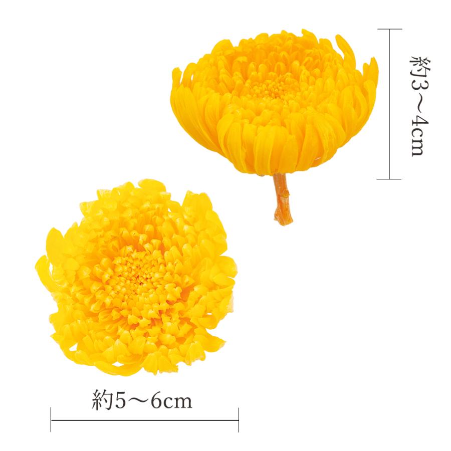P5倍中 7/14 9:59まで】 プリザーブドフラワー 花材 とりよせ品 輪菊