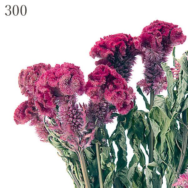 ドライフラワー とりよせ品 大地農園 ケイトウ レッド Och 造花ドライフラワー専門問屋花びし 通販 Yahoo ショッピング