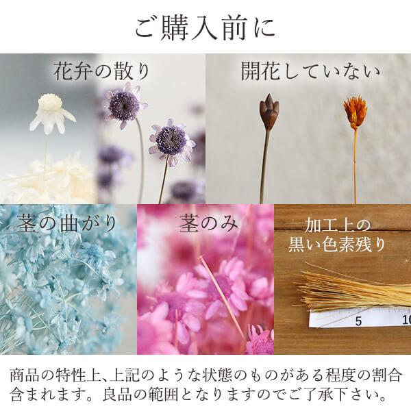 ドライフラワー 花材 とりよせ品 スターフラワー・ブロッサム ドライ