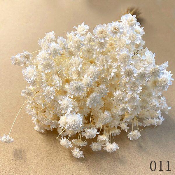 ドライフラワー 花材 とりよせ品 スターフラワー・ブロッサム ドライフラワー 花材 とりよせ品 スターフラワー・ブロッサム