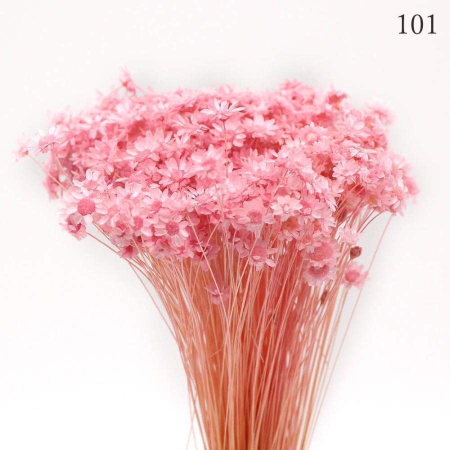 ドライフラワー 花材 とりよせ品 スターフラワー・ブロッサム ドライフラワー 花材 とりよせ品 スターフラワー・ブロッサム