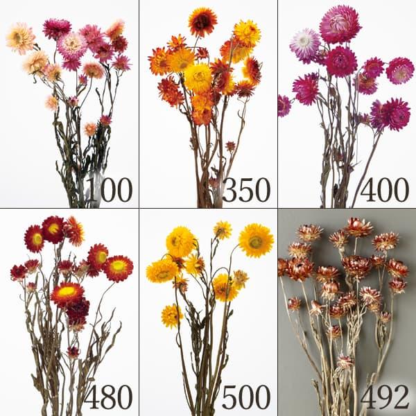 323円 華麗 ドライフラワー 花材 とりよせ品 大地農園 ヘリクリサム ステム付き ドライ 自然素材 ナチュラルドライフラワー インテリア インテリアフラワー