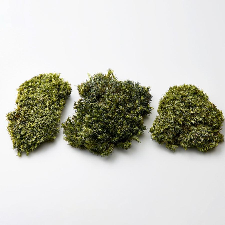砂苔　エディブルフラワー　飾り葉 プリザーブドフラワー 花材 とりよせ品 ブロードモス 素材 材料 パーツ