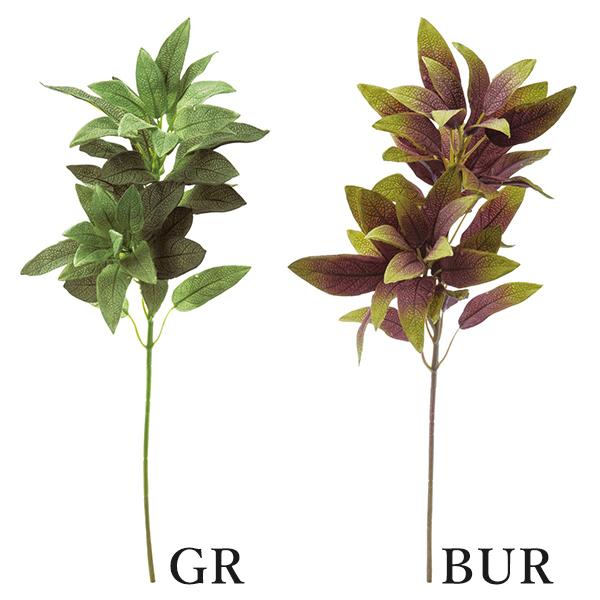 激安！ ストレチア オーガスタ B 大型❗️ 170センチ 10号鉢 観葉植物