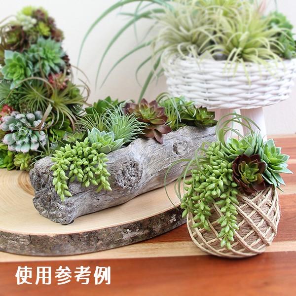 造花 グリーン 多肉植物 即日出荷 アスカ サッカレンテン 1本 グリーン Sas A 造花ドライフラワー専門問屋花びし 通販 Yahoo ショッピング