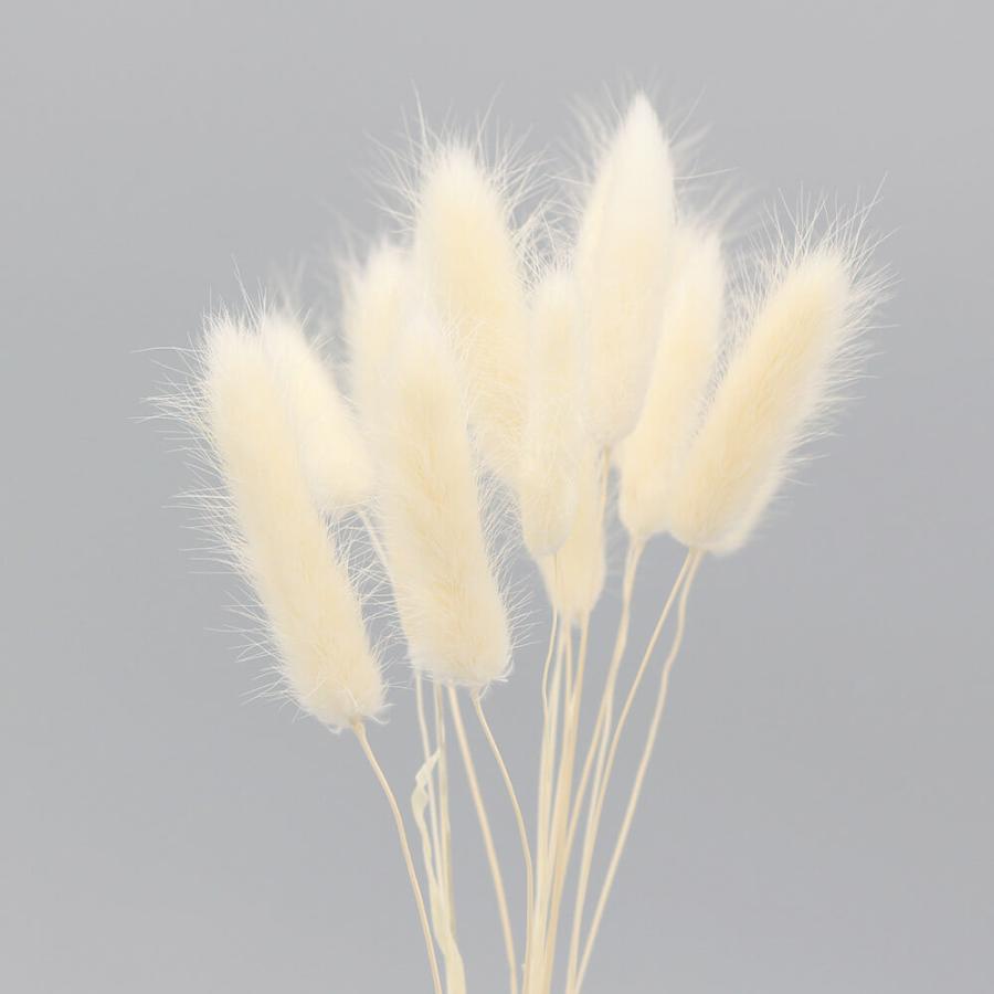 ◇限定Special Price 《ドライフラワー 花材》 即日出荷 アスカ ラグラス ホワイト 花材 素材 材料 パーツ 白 白素材 スワッグ ブーケ ドライフラワー花束 花束 花 tienda.jasonchinchilla.com ◇限定Special Price 《ドライフラワー 花材》 即日出荷 アスカ ラグラス ホワイト 花材 素材 材料 パーツ 白 白素材 スワッグ ブーケ ドライフラワー花束 花束 花 tienda.jasonchinchilla.com