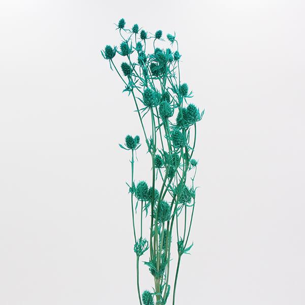 97 Off ドライフラワー 花材 即日出荷 アスカ エリンジウム エリンジューム ターコイズ ドライフラワー スワッグ ブーケ ドライフラワー花束 花束 花 Babylonrooftop Com Au