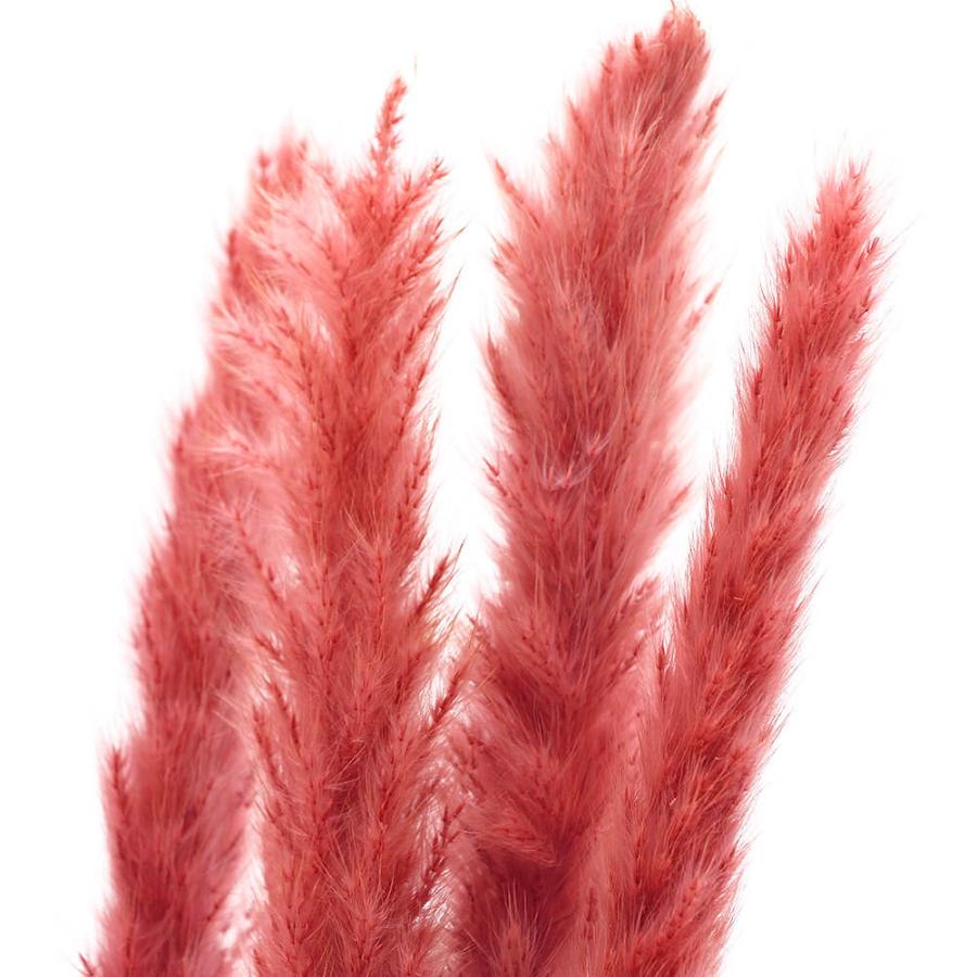 アスカ商会 ドライフラワー 花材 即日出荷 テールリード ローズ