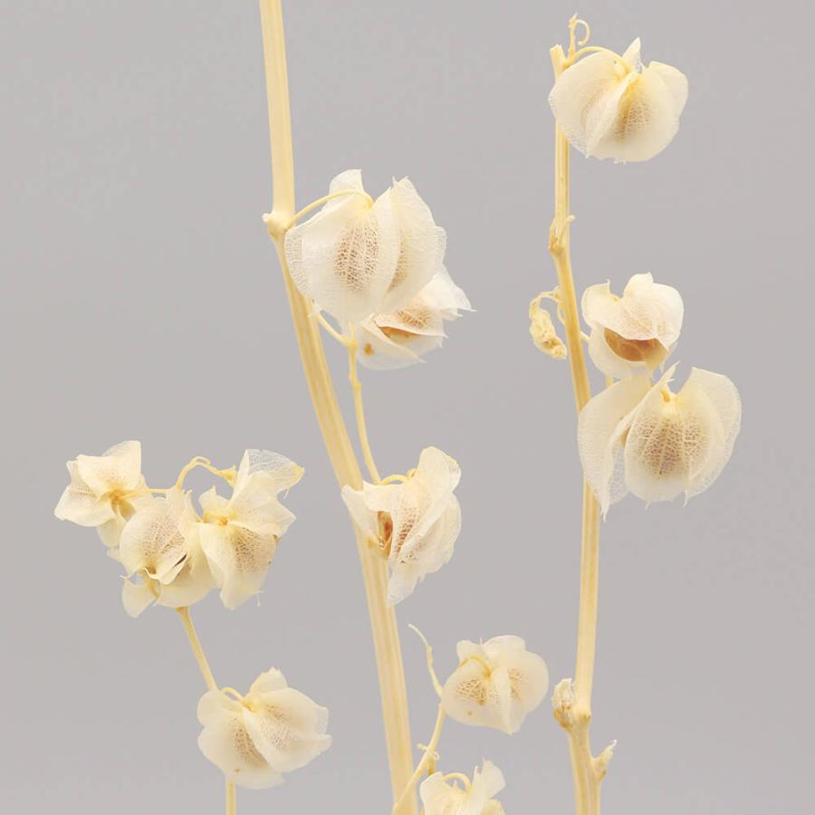 専用✨迎春2022✨正月飾り スカシホオズキ (ドライ) アスカ商会 ドライフラワー 花材 即日出荷 ホオズキ クリームホワイト