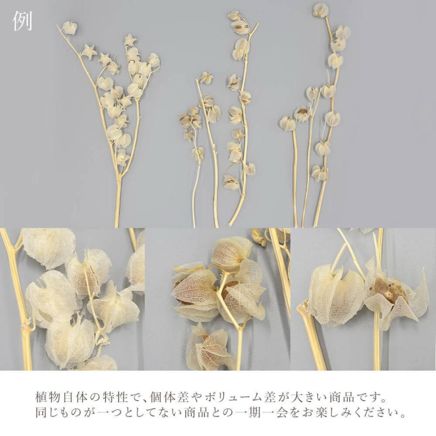 専用✨迎春2022✨正月飾り スカシホオズキ (ドライ) 専用✨迎春2022✨正月飾り スカシホオズキ (ドライ)