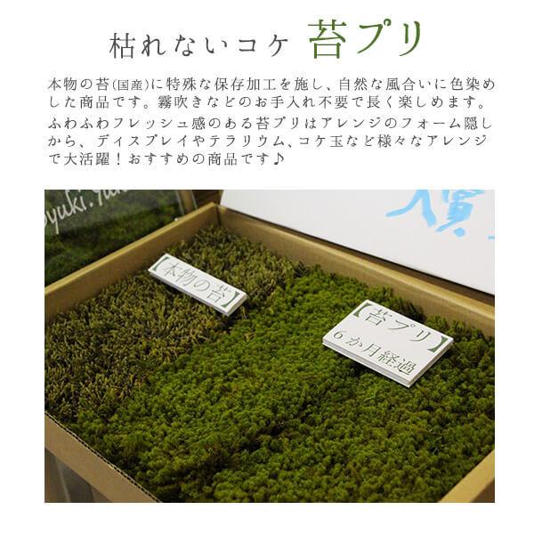 プリザーブドフラワー 即日出荷 そらーる シッポゴケ 毎日続々入荷 S 苔プリ テラリウム 苔テラリウム コケ 天然苔 苔 盆栽 コケリウム