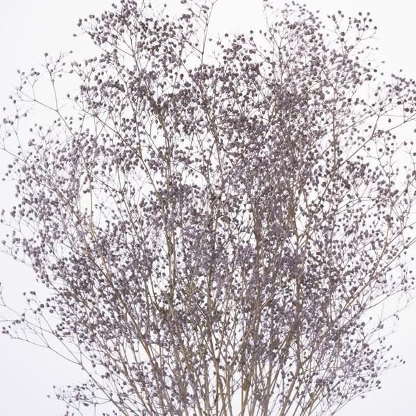 プリザーブドフラワー 花材》☆即日出荷☆大地農園 ソフトミニカスミ草 パウダーパープル かすみ カスミ カスミ草 かすみ草 プリザーブドフラワー :soh-00010-412:造花ドライフラワー専門問屋花びし - 通販 - Yahoo!ショッピング プリザーブドフラワー 花材》☆即日出荷☆大地農園 ソフトミニカスミ草 パウダーパープル かすみ カスミ カスミ草 かすみ草 プリザーブドフラワー :soh-00010-412:造花ドライフラワー専門問屋花びし - 通販 - Yahoo!ショッピング