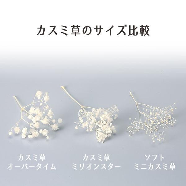 《プリザーブドフラワー 花材》★即日出荷★大地農園 ソフトミニカスミ草 かすみ ブーケ スワッグ アレンジ サシェ 黒ラメ かすみ カスミ カスミ草|y-hanabishi|03