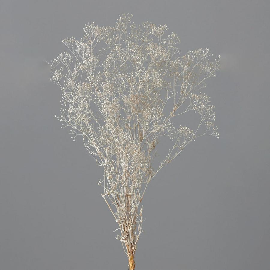 プリザーブドフラワー 花材 即日出荷 スーパーソフトミニカスミ草 マットホワイト ※画像より多少白味が強い場合があります 花材 素材 材料 白 大地農園（Yahoo!・造花ドライフラワー専門問屋花びし）