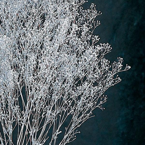 プリザーブドフラワー 花材 即日出荷 スーパーソフトミニカスミ草