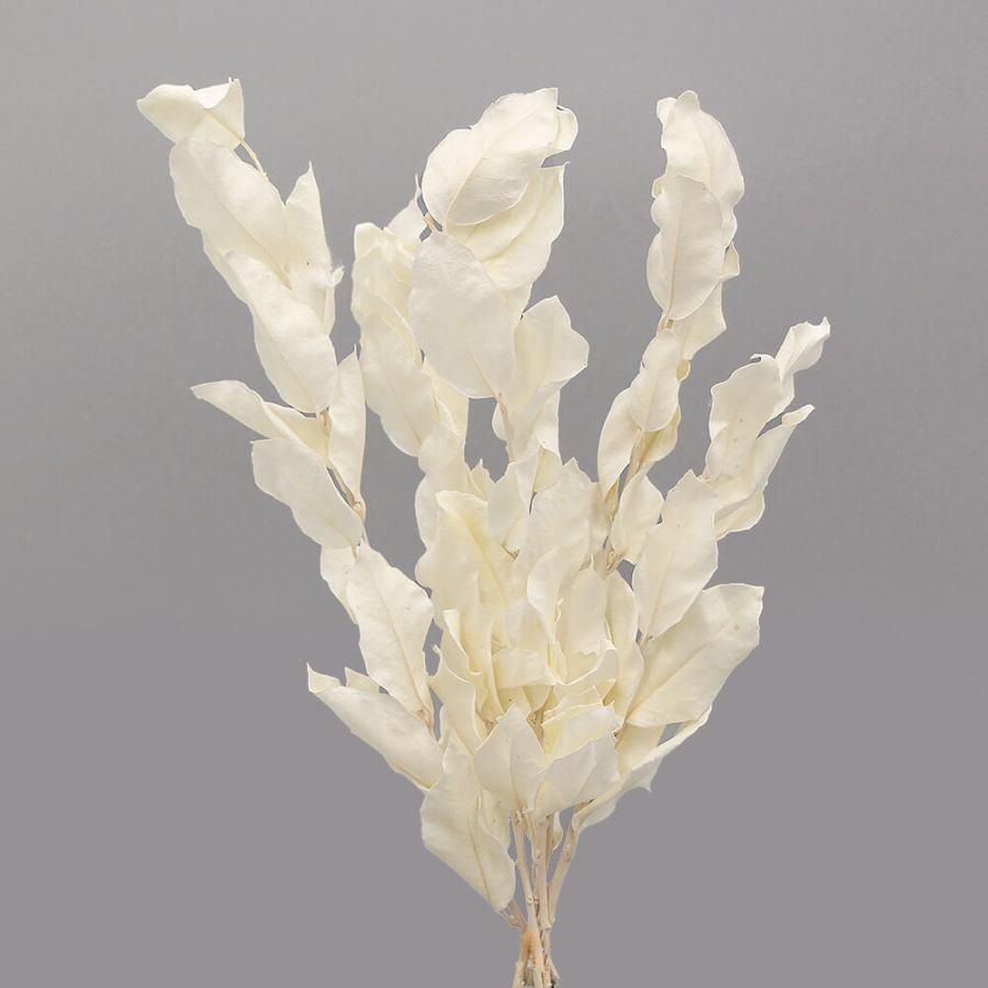 《プリザーブドフラワー 花材》 即日出荷 大地農園 グミ ショート オフホワイト 花材 材料 ウェディング 日時指定 最大88％オフ！ ブライダル 花束 スワッグ 白 ブーケ