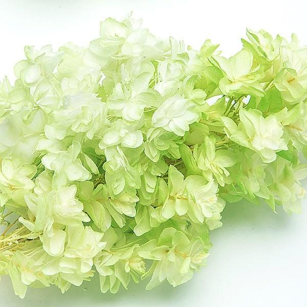 プリザーブドフラワー 花材 即日出荷 カシワバアジサイ(グラデーション