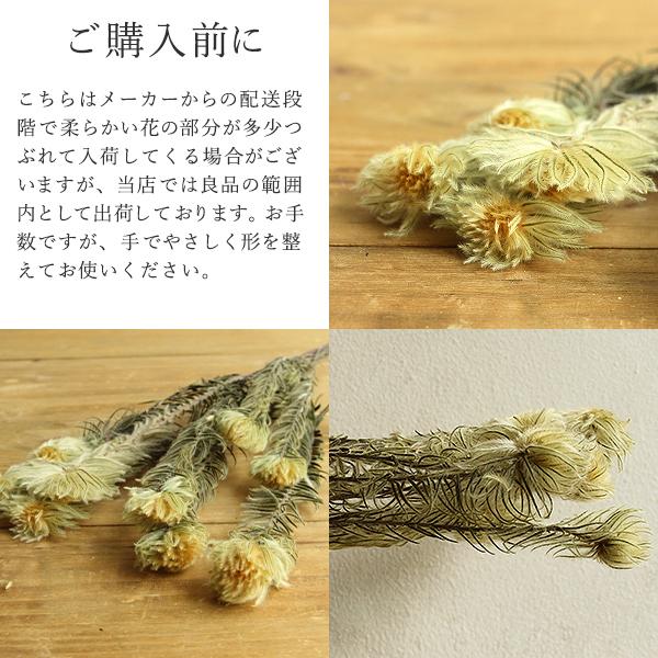 ドライフラワー 花材》☆即日出荷☆大地農園 フィリカ ナチュラル ドライフラワー スワッグ ブーケ ドライフラワー花束 花束 リース アレンジ :soh-01110-000:造花ドライフラワー専門問屋花びし - 通販 - Yahoo!ショッピング ドライフラワー 花材》☆即日出荷☆大地農園 フィリカ ナチュラル ドライフラワー スワッグ ブーケ ドライフラワー花束 花束 リース アレンジ :soh-01110-000:造花ドライフラワー専門問屋花びし - 通販 - Yahoo!ショッピング