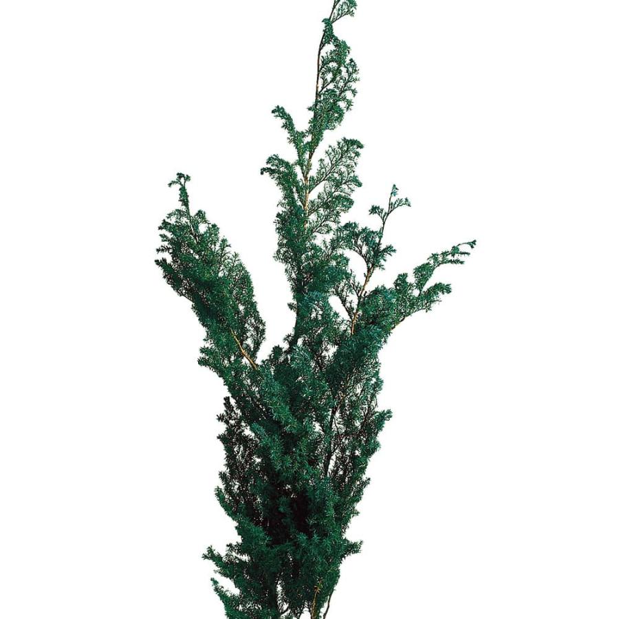 プリザーブドフラワー 花材 即日出荷 ヒムロスギ グリーン リーフ 葉