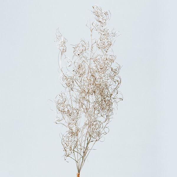 ドライフラワー 花材 即日出荷 ゴアナクロー プラチナ プリザーブドフラワー スワッグ ブーケ ドライフラワー 花束 リース アレンジ 花材 素材 大地農園（Yahoo!・造花ドライフラワー専門問屋花びし）