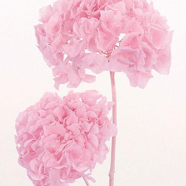 プリザーブドフラワー 即日出荷 大地農園 ソフトロイヤルアジサイ ヘッド ピンク あじさい 紫陽花 プリザ 花材 材料 素材 アジサイ 花 Soh 101 造花ドライフラワー専門問屋花びし 通販 Yahoo ショッピング