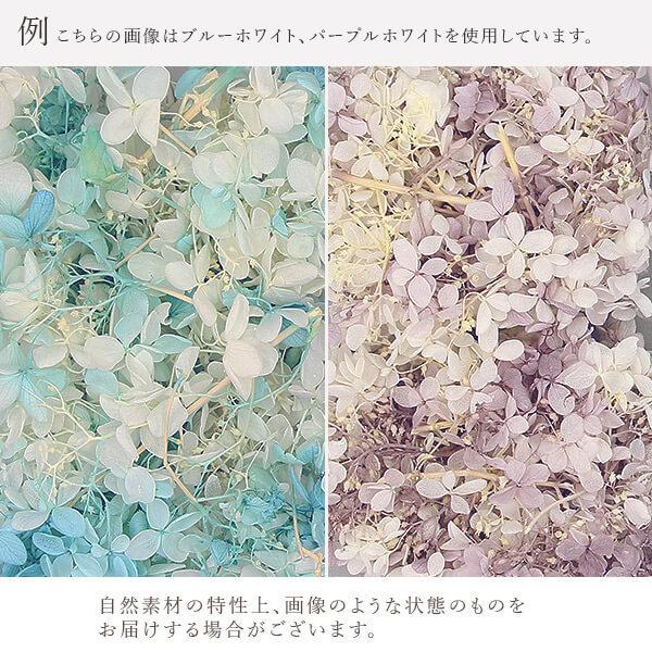 ランキング22 プリザーブドフラワー 花材 即日出荷 大地農園 ソフトピラミッドアジサイ スフレ グリーンホワイト あじさい 紫陽花 プリザ 花材 材料 素材 Cisama Sc Gov Br