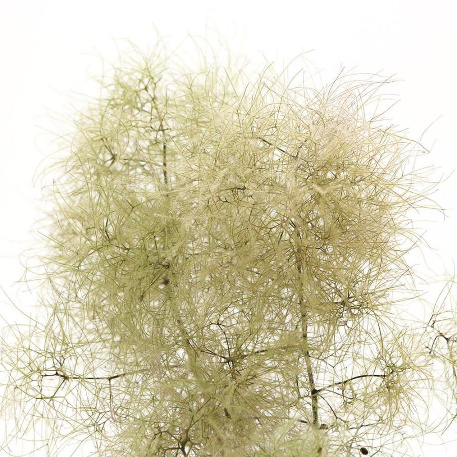 プリザーブドフラワー 花材 即日出荷 スモークツリー ライトグリーン