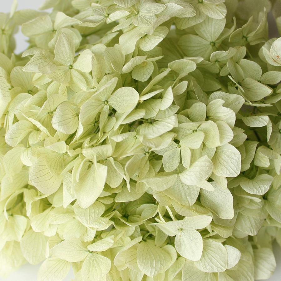 プリザーブドフラワー 花材 即日出荷 ゆめアジサイ・ヘッド プリザーブドフラワー 花材 即日出荷 ゆめアジサイ・ヘッド
