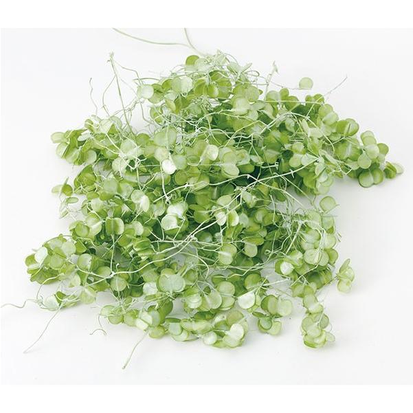 プリザーブドフラワー 即日出荷 大地農園 ミニ山イモ クリアグリーン Soh 721 造花ドライフラワー専門問屋花びし 通販 Yahoo ショッピング