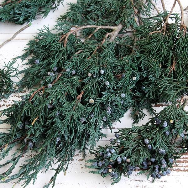 プリザーブドフラワー 花材 即日出荷 マウンテンジュニパー グリーン