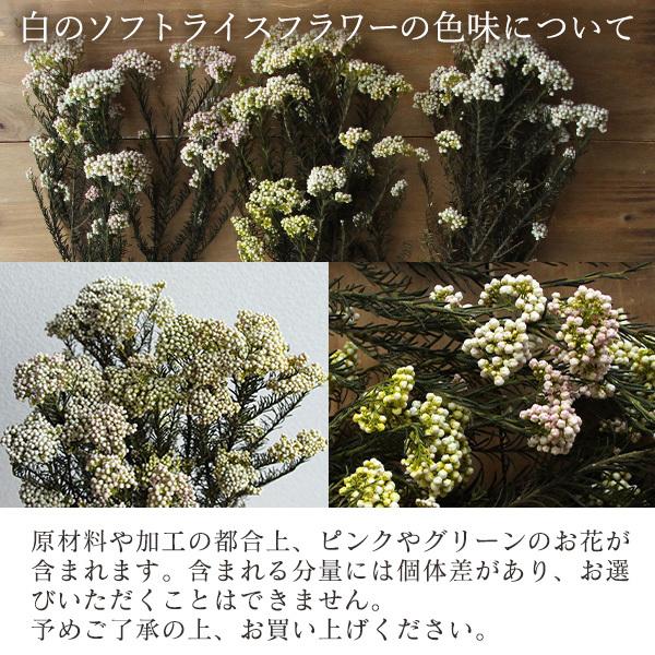 プリザーブドフラワー 即日出荷 大地農園 ソフトライスフラワー 白 Soh 023 000 造花ドライフラワー専門問屋花びし 通販 Yahoo ショッピング