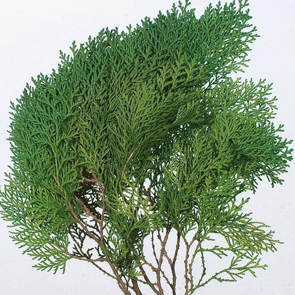 プリザーブドフラワー 花材 即日出荷 コノデヒバ グリーン ※画像より黄色味がかっています 葉 リーフ プリザーブドフラワー スワッグ ブーケ 花 大地農園（Yahoo!・造花ドライフラワー専門問屋花びし）