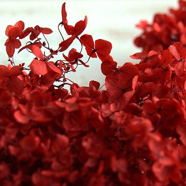 プリザーブドフラワー 即日出荷 大地農園 ベビーアナベル レッド アジサイ あじさい 紫陽花 花びら プリザーブドフラワー スワッグ 花 Soh 301 造花ドライフラワー専門問屋花びし 通販 Yahoo ショッピング