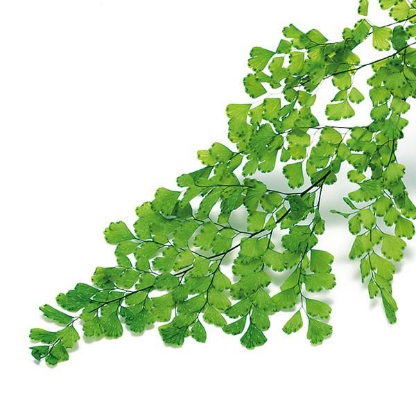 5年保証 プリザーブドフラワー 花材 即日出荷 大地農園 アジアンタムルーシー フレッシュグリーン 葉 リーフ グリーン 緑 プリザーブドフラワー 花束 Aynaelda Com