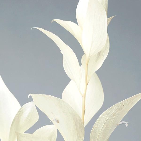 プリザーブドフラワー 花材 即日出荷 ルスカス・ガーデン オフホワイト