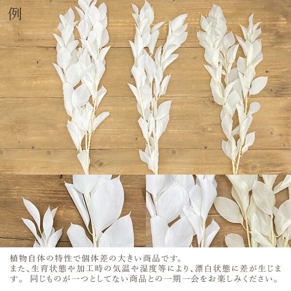 プリザーブドフラワー 花材 即日出荷 ルスカス・ガーデン オフホワイト