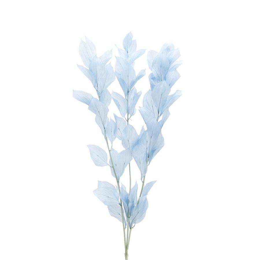 プリザーブドフラワー 花材 即日出荷 【40％OFF】期間限定特価 ルスカス・ガーデン 〇 ベビーブルー ドライフラワー リーフ 葉 スワッグ ブーケ 大地農園（Yahoo!・造花ドライフラワー専門問屋花びし）