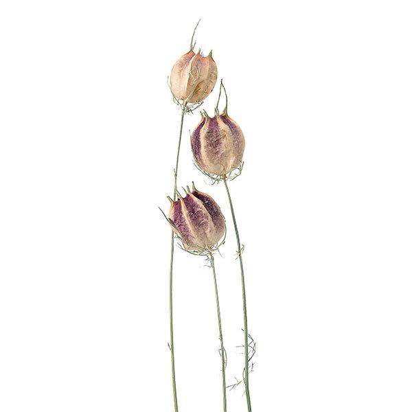 ドライフラワー 花材 即日出荷 フーセンポピー ナチュラルグリーン