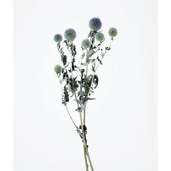 ドライフラワー 即日出荷 大地農園 ルリ玉アザミ Belle Ile Nature Org