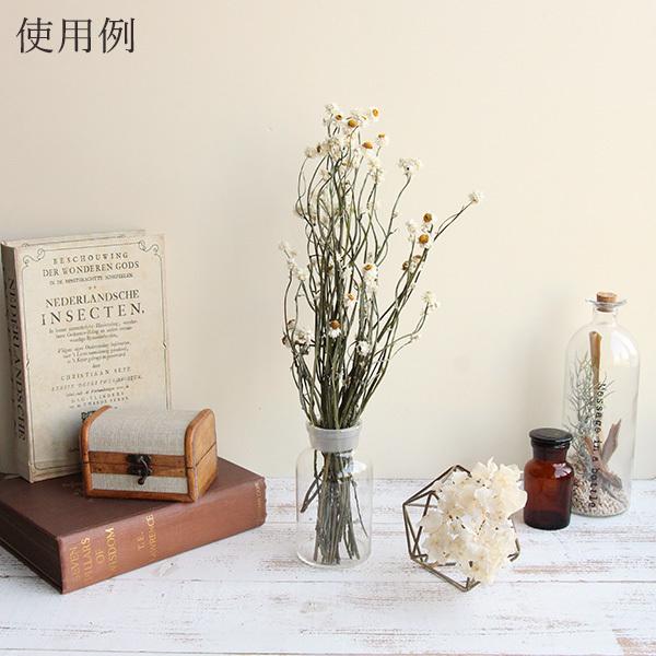 ドライフラワー 花材 即日出荷 アンモビューム ナチュラル 白 ホワイト