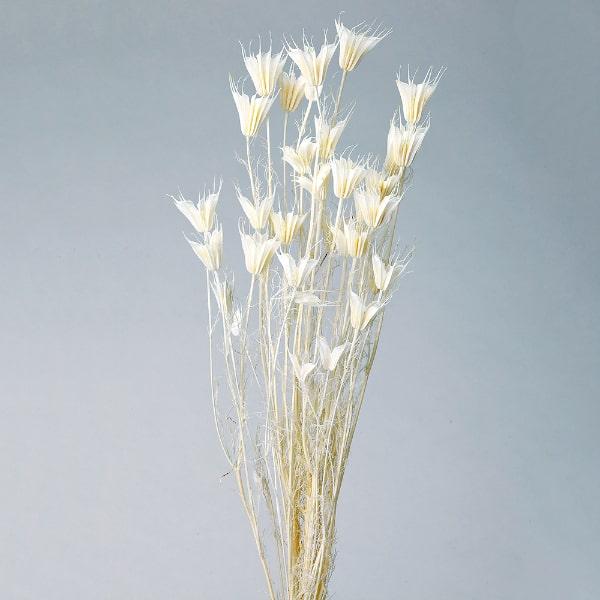 ドライフラワー 花材 即日出荷 ニゲラオリエンタリス 白 ※クリーム色の場合があります ドライフラワー スワッグ ブーケ ドライフラワー花束 DIY 大地農園（Yahoo!・造花ドライフラワー専門問屋花びし）