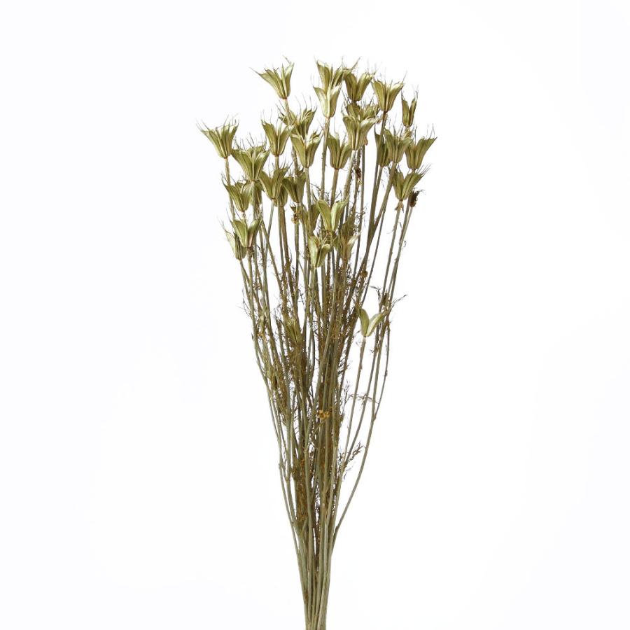ドライフラワー 花材 即日出荷 ニゲラオリエンタリス ナチュラルG