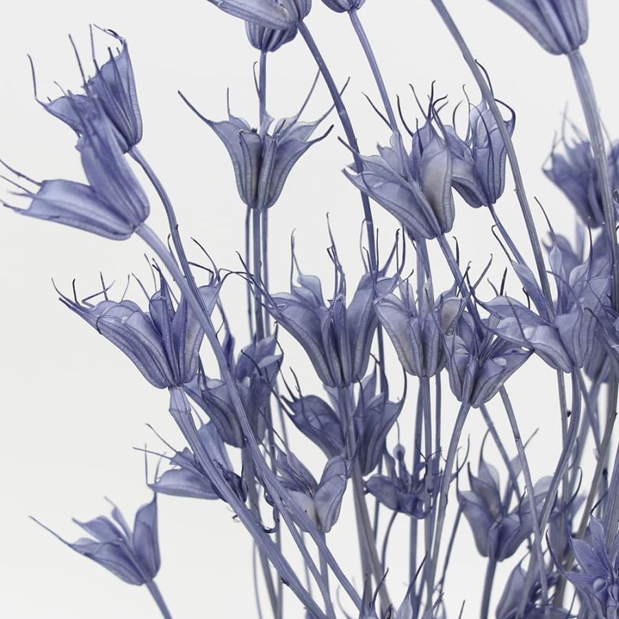 ドライフラワー 花材 即日出荷 ニゲラオリエンタリス コバルトブルー