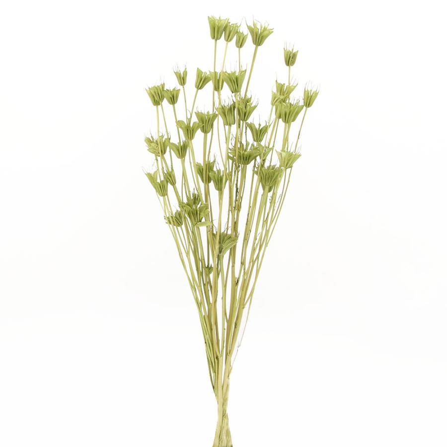 ドライフラワー 花材 即日出荷 ニゲラオリエンタリス スプリング