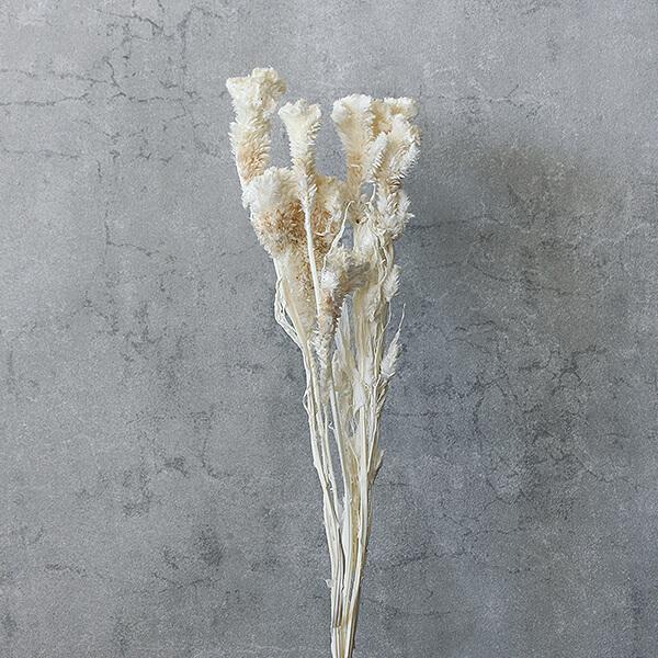 ドライフラワー 即日出荷 大地農園 ケイトウ ナチュラル 花材 材料 スワッグ アレンジ