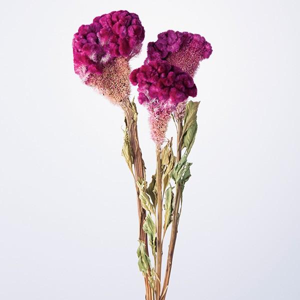 ドライフラワー 花材 即日出荷 大地農園 ケイトウ ローズ プリザーブドフラワー スワッグ ブーケ ドライフラワー プリザ 花束 リース 花材 Soh 210 造花ドライフラワー専門問屋花びし 通販 Yahoo ショッピング