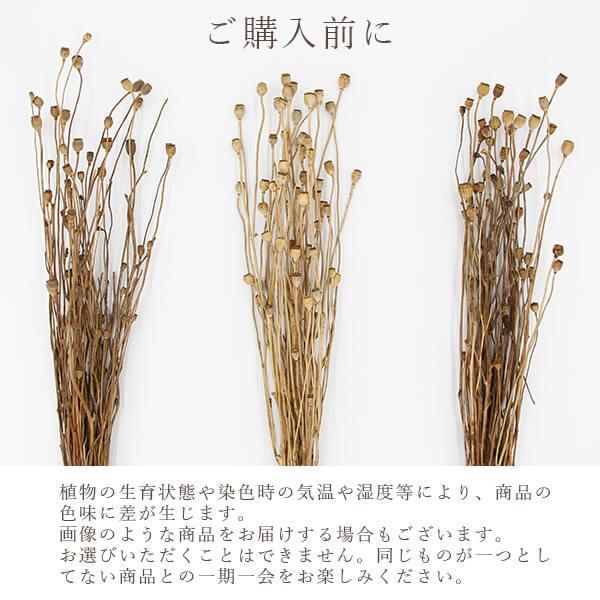 ドライフラワー 花材 即日出荷 シャーリーポピー ナチュラル スワッグ 