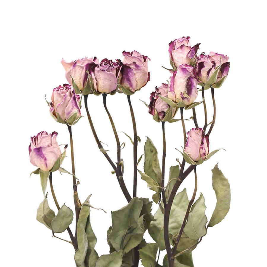 ドライフラワー 花材 即日出荷 大地農園 スプレーバラ ドライ ピンク ばら ローズ 薔薇 枝付き 花材 素材 材料 パーツ ピンク スワッグ Soh 100 100 造花ドライフラワー専門問屋花びし 通販 Yahoo ショッピング